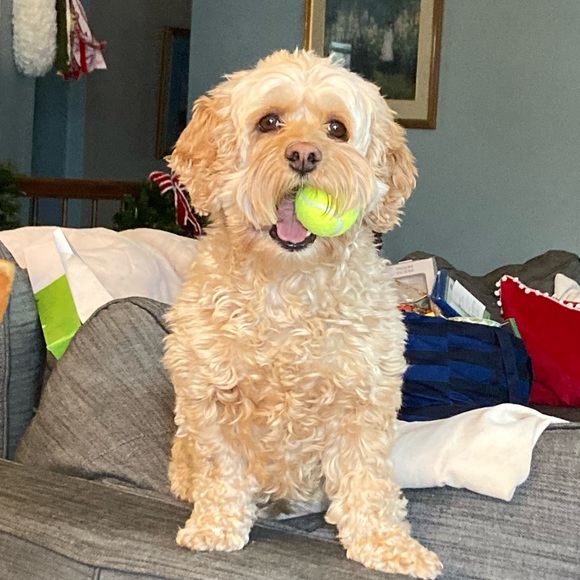 Meet your Posher, Jane - Picture 1 of 1